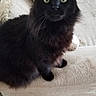 Rachel Bradford joined the competition — help win amazing prizes! animal, black_cat, cat, couch, cozy, curious, domestic_cat, ears, feline, fur, furniture, green_eyes, home, indoor, looking, pet, pillow, sitting, sofa, whiskers