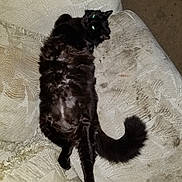 Rachel Bradford is registered to the contest to win money with this photo: animal, black_cat, carpet, cat, couch, cozy, domestic_animal, feline, fluffy, fur, furniture, home, indoor, pet, relaxed, resting, sleepy, sprawled, tail, whiskers