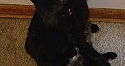 Rachel Bradford joined the competition — help win amazing prizes! animal, baseboard, black_cat, carpet, cat, collar, cozy, curious, cute, domestic_animal, feline, fluffy, fur, head_tilt, indoor, pet, quiet, sitting, tail, wall