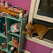 Pumpkin is registered to the contest to win money with this photo: action, animal, baseball, cat, clutter, curiosity, decor, figurine, furniture, household, indoor, orange_cat, pet, playful, purple_wall, shelf, string, toy, window, wooden_floor