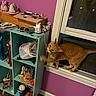 action, animal, baseball, cat, clutter, curiosity, decor, figurine, furniture, household, indoor, orange_cat, pet, playful, purple_wall, shelf, string, toy, window, wooden_floor