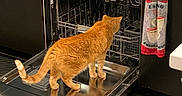 Pumpkin joined the competition — help win amazing prizes! appliance, cabinet, cat, curious, dishwasher, domestic_animal, feline, floor, home, household, indoor, kitchen, metal, open_dishwasher, orange_cat, pet, reflection, standing, towel, wood_floor