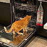Pumpkin joined the competition — help win amazing prizes! cat, orange_cat, dishwasher, kitchen, open_dishwasher, floor, cabinet, towel, pet, curious, standing, domestic_animal, indoor, metal, appliance, wood_floor, reflection, home, feline, household
