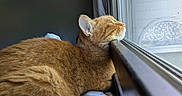 Pumpkin joined the competition — help win amazing prizes! cat, ginger_cat, indoor, window, resting, fur, pet, animal, looking_outside, natural_light, cozy, domestic_cat, whiskers, side_view, relaxation, home, curious, quiet, soft_texture, sleepy