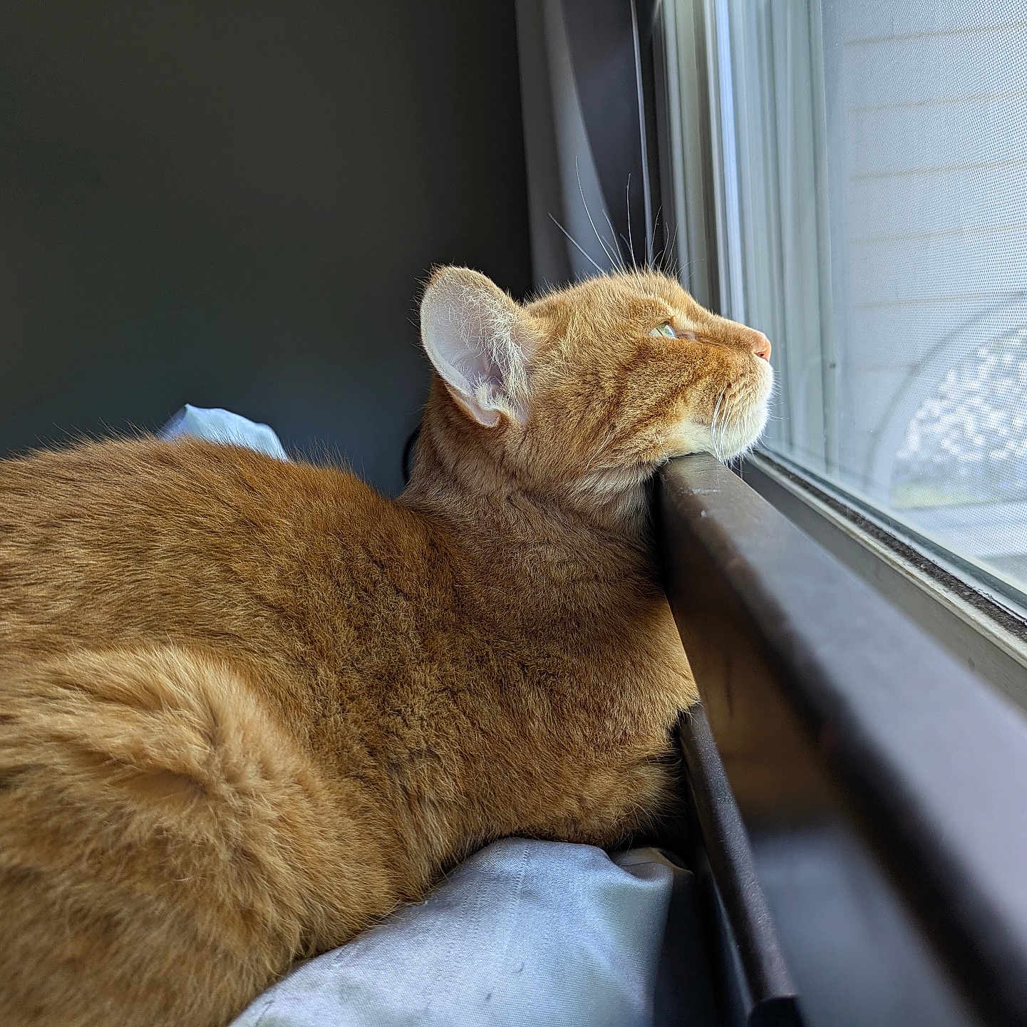 Pumpkin joined the competition — help win amazing prizes! cat, ginger_cat, indoor, window, resting, fur, pet, animal, looking_outside, natural_light, cozy, domestic_cat, whiskers, side_view, relaxation, home, curious, quiet, soft_texture, sleepy