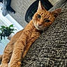 Pumpkin is registered to the contest to win money with this photo: animal, cat, closeup, comfort, couch, cozy, eyes, feline, fireplace, fur, home, indoor, orange_tabby, pet, plant, relaxing, resting, stretching, texture, whiskers