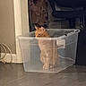 Pumpkin joined the competition — help win amazing prizes! cat, orange_cat, plastic_bin, indoor, wooden_floor, chair, stuffed_toys, pet, animal, container, floor, furniture, domestic, cute, sitting, looking, home, cozy, curious, transparent_bin