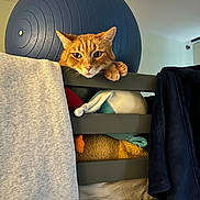 Pumpkin is registered to the contest to win money with this photo: cat, orange_cat, bunk_bed, blanket, exercise_ball, clothing, indoor, furniture, pet, paw, face, fur, cozy, relaxed, looking, note, handwritten, yellow, blue, room