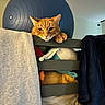 cat, orange_cat, bunk_bed, blanket, exercise_ball, clothing, indoor, furniture, pet, paw, face, fur, cozy, relaxed, looking, note, handwritten, yellow, blue, room