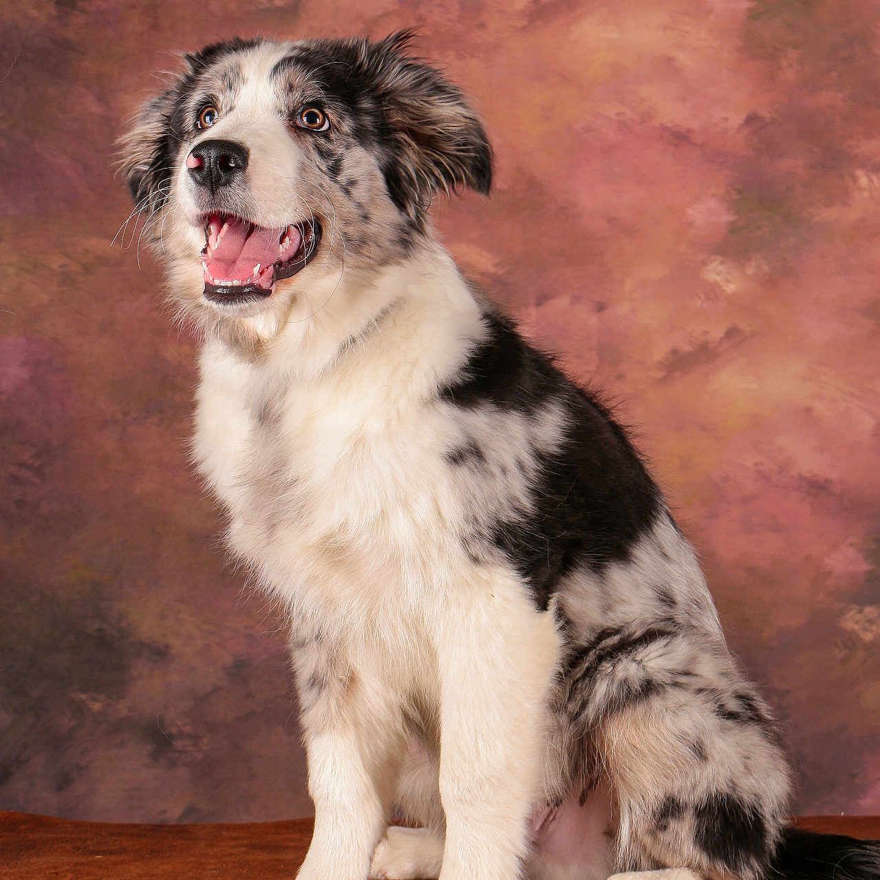 Cookie a rejoint le concours — aidez-le/la à gagner de superbes lots ! animal, background, black_and_white, border_collie, canine, dog, ears, fluffy, fur, happy, indoor, mouth_open, paw, pet, portrait, puppy, sitting, smiling, studio, tongue