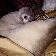 Augustus Gus joined the competition — help win amazing prizes! carnivoran, cat, cat_like_mammal, dog_breed, dog_breed_group, small_to_medium_sized_cats, snout, whiskers