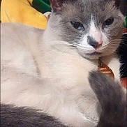 Gus is registered to the contest to win money with this photo: