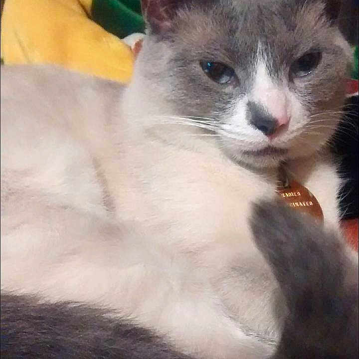 Gus is registered to the contest to win money with this photo: