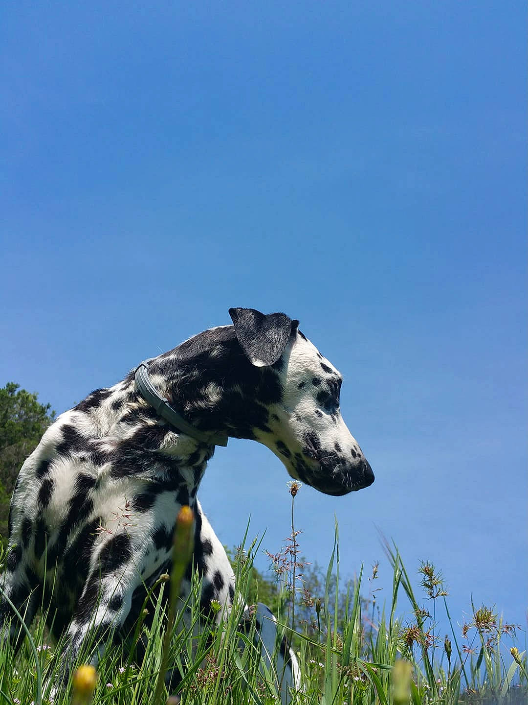 Pongo a rejoint le concours — aidez-le/la à gagner de superbes lots ! canidae, carnivore, dalmatian, dog, dog_breed, fawn, grass, great_dane, lurcher, mammal, meadow, non_sporting_group, plant, sky, snout, sporting_group, vertebrate, wildflower