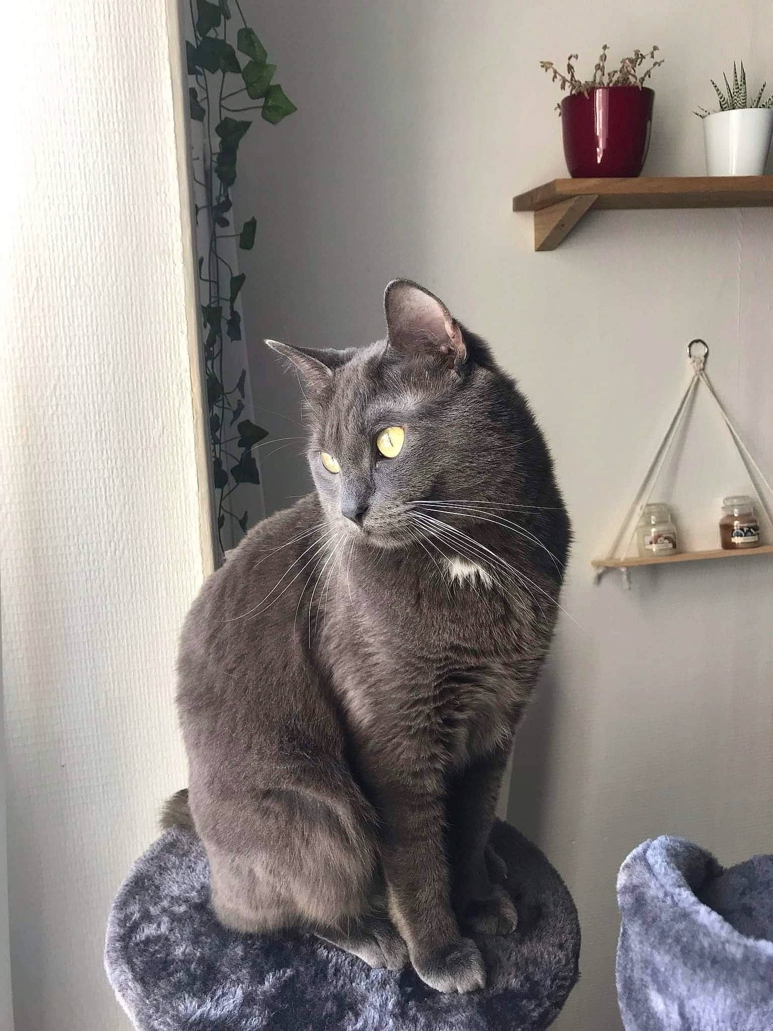 Hawaï participe au concours pour gagner de l'argent avec cette photo : black_cat, carnivore, cat, domestic_short_haired_cat, felidae, flowerpot, fur, grey, houseplant, picture_frame, plant, room, shelving, sitting, small_to_medium_sized_cats, snout, tail, whiskers, window, wood