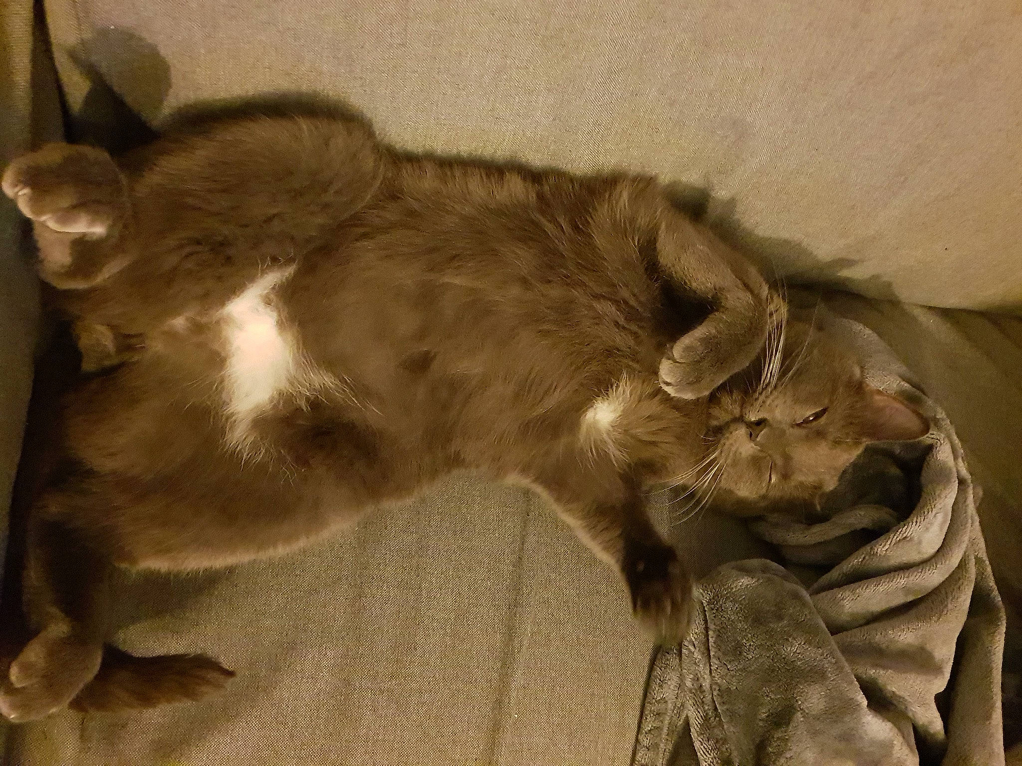 Hawaï a rejoint le concours — aidez-le/la à gagner de superbes lots ! canidae, carnivore, cat, claw, comfort, dog_breed, domestic_short_haired_cat, ear, fawn, felidae, fur, liver, nap, natural_material, paw, small_to_medium_sized_cats, snout, tail, terrestrial_animal, whiskers