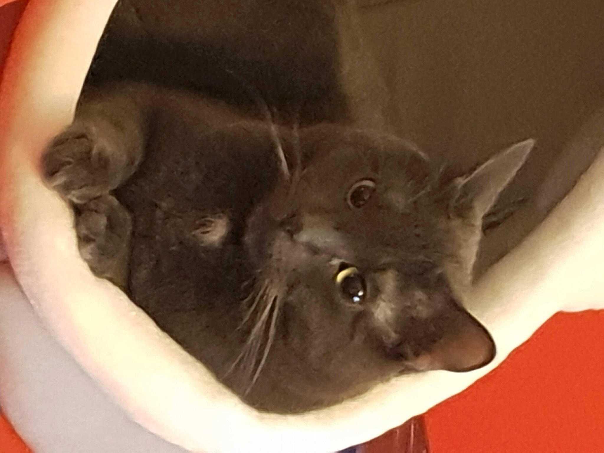 Hawaï participe au concours pour gagner de l'argent avec cette photo : black_cat, carnivore, cat, cat_bed, cat_supply, chair, comfort, domestic_short_haired_cat, ear, felidae, fur, korat, russian_blue, small_to_medium_sized_cats, snout, tail, whiskers, window