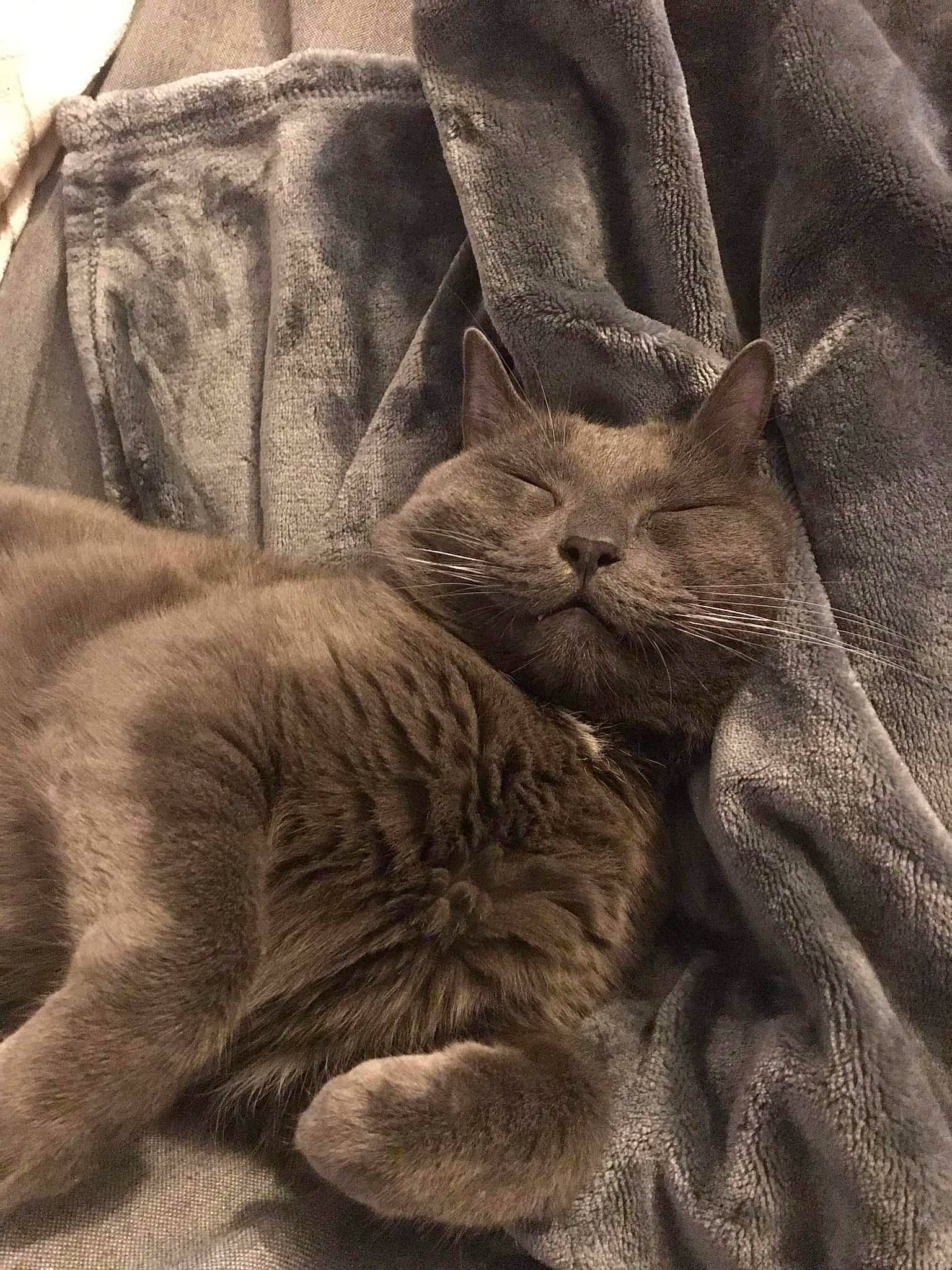 Hawaï participe au concours pour gagner de l'argent avec cette photo : carnivore, cat, comfort, domestic_short_haired_cat, felidae, fur, grey, linens, nap, paw, sleeve, small_to_medium_sized_cats, snout, terrestrial_animal, whiskers, wrinkle