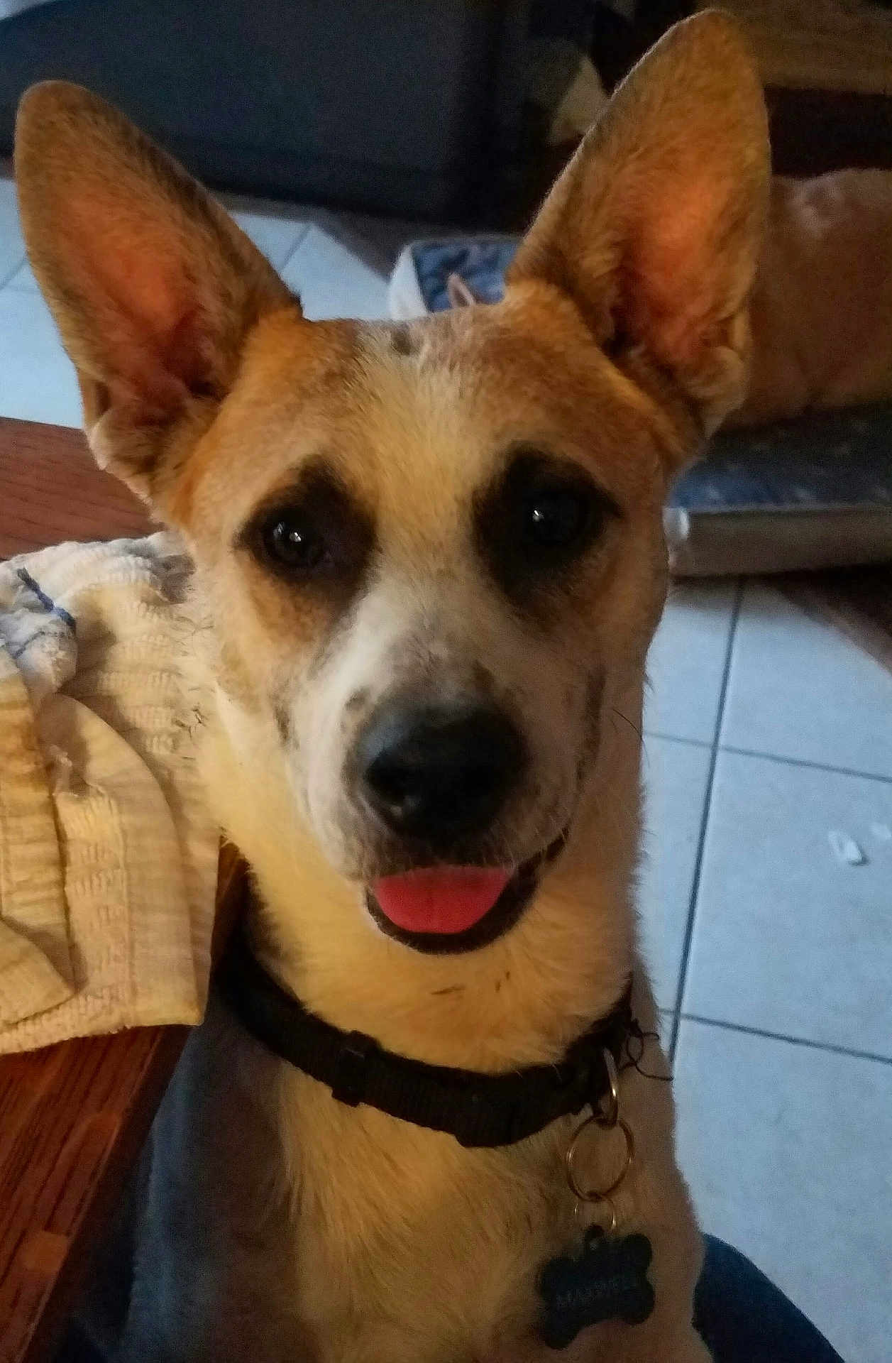 Maxwell joined the competition — help win amazing prizes! dog, pet, indoor, collar, tongue, ears, tile_floor, dog_bed, animal, canine, closeup, looking, cute, domestic_animal, floor, table, tag, brown, white, black