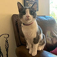 Winnie joined the competition — help win amazing prizes! cat, gray_and_white, collar, bell, leather_chair, armrest, indoor, window, natural_light, decor, sign, curious, sitting, pet, feline, close_up, whiskers, ears, fur, domestic_animal