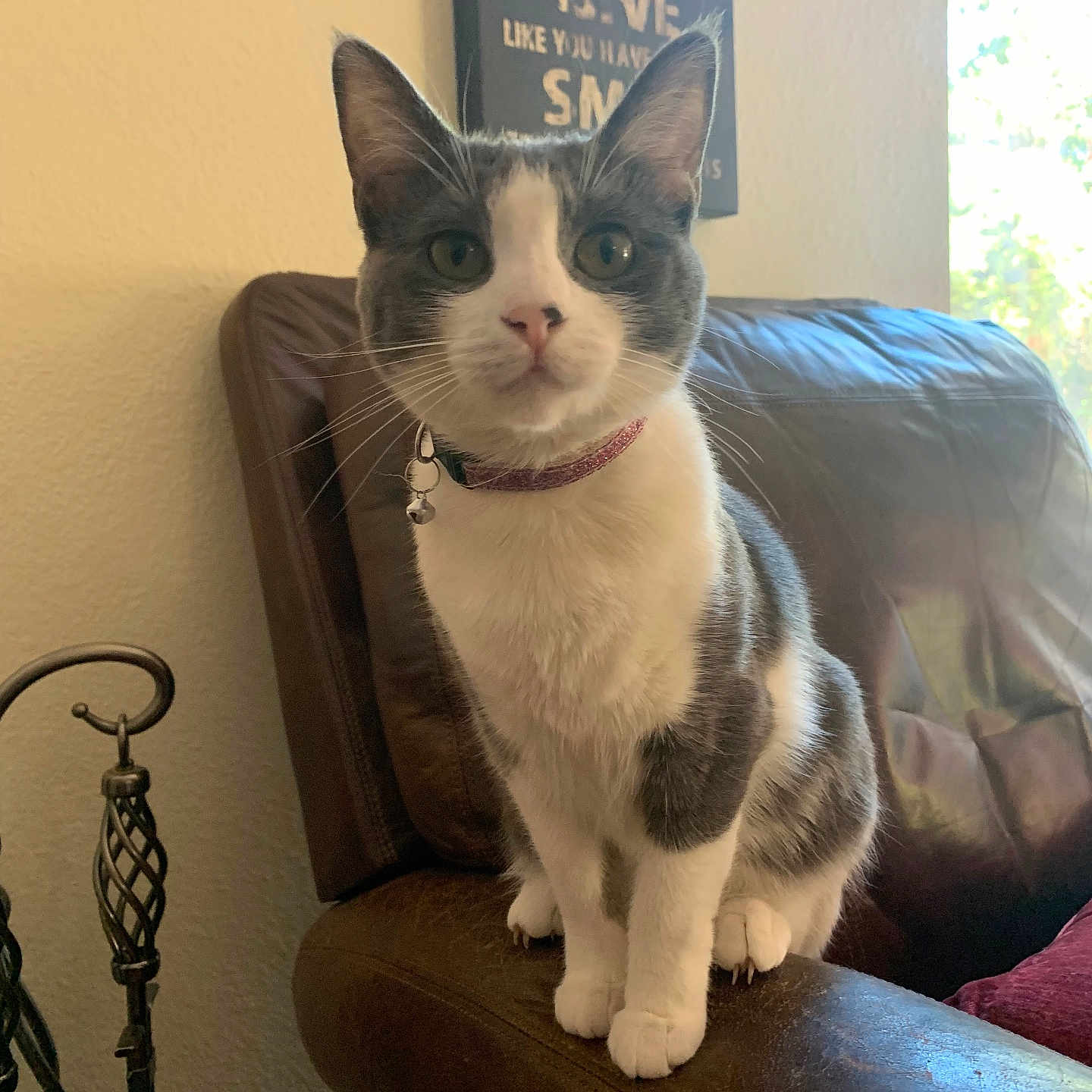 Winnie joined the competition — help win amazing prizes! armrest, bell, cat, close_up, collar, curious, decor, domestic_animal, ears, feline, fur, gray_and_white, indoor, leather_chair, natural_light, pet, sign, sitting, whiskers, window
