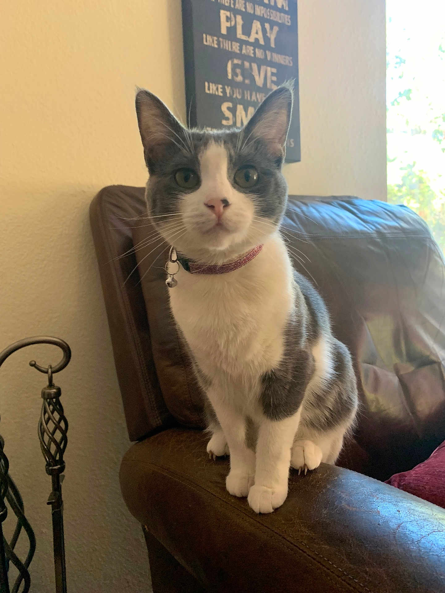 Winnie joined the competition — help win amazing prizes! cat, gray_and_white, collar, bell, leather_chair, armrest, indoor, window, natural_light, decor, sign, curious, sitting, pet, feline, close_up, whiskers, ears, fur, domestic_animal