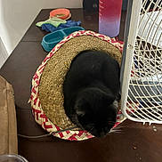 Biscuit joined the competition — help win amazing prizes! black_cat, cat, straw_hat, table, water_bottle, fan, pet_bowl, indoor, resting, curled_up, wooden_surface, household_items, domestic_animal, cozy, casual, relaxing, feline, pet, clutter, still_life