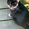 cat, black_cat, white_paw, whiskers, outdoor, wooden_deck, sunlight, pet, animal, feline, sitting, mouth_open, shiny_fur, daylight, nature, closeup, playful, cute, domestic_animal, relaxed