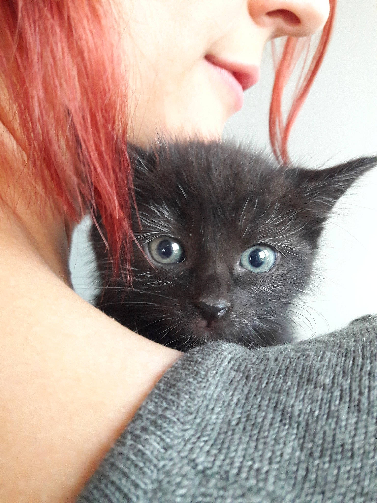 Noctis a rejoint le concours — aidez-le/la à gagner de superbes lots ! black_cat, black_hair, carnivore, cat, chartreux, ear, eye, felidae, fur, kitten, korat, mammal, nebelung, small_to_medium_sized_cats, whiskers