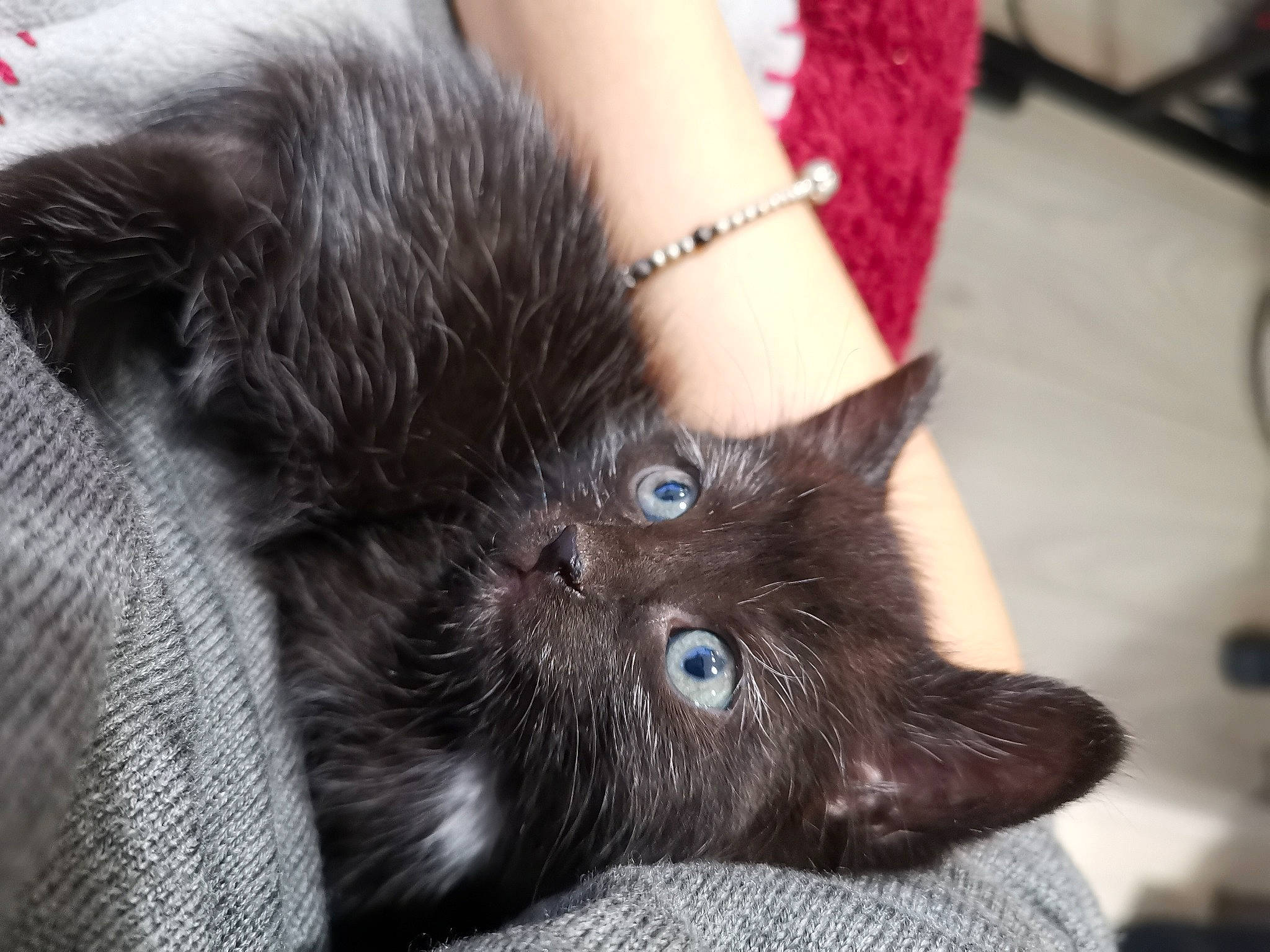 Noctis a rejoint le concours — aidez-le/la à gagner de superbes lots ! asian, black_cat, british_longhair, carnivore, cat, domestic_long_haired_cat, domestic_short_haired_cat, ear, eye, felidae, fur, hand, kitten, long_hair, nebelung, norwegian_forest_cat, persian, skin, small_to_medium_sized_cats, whiskers