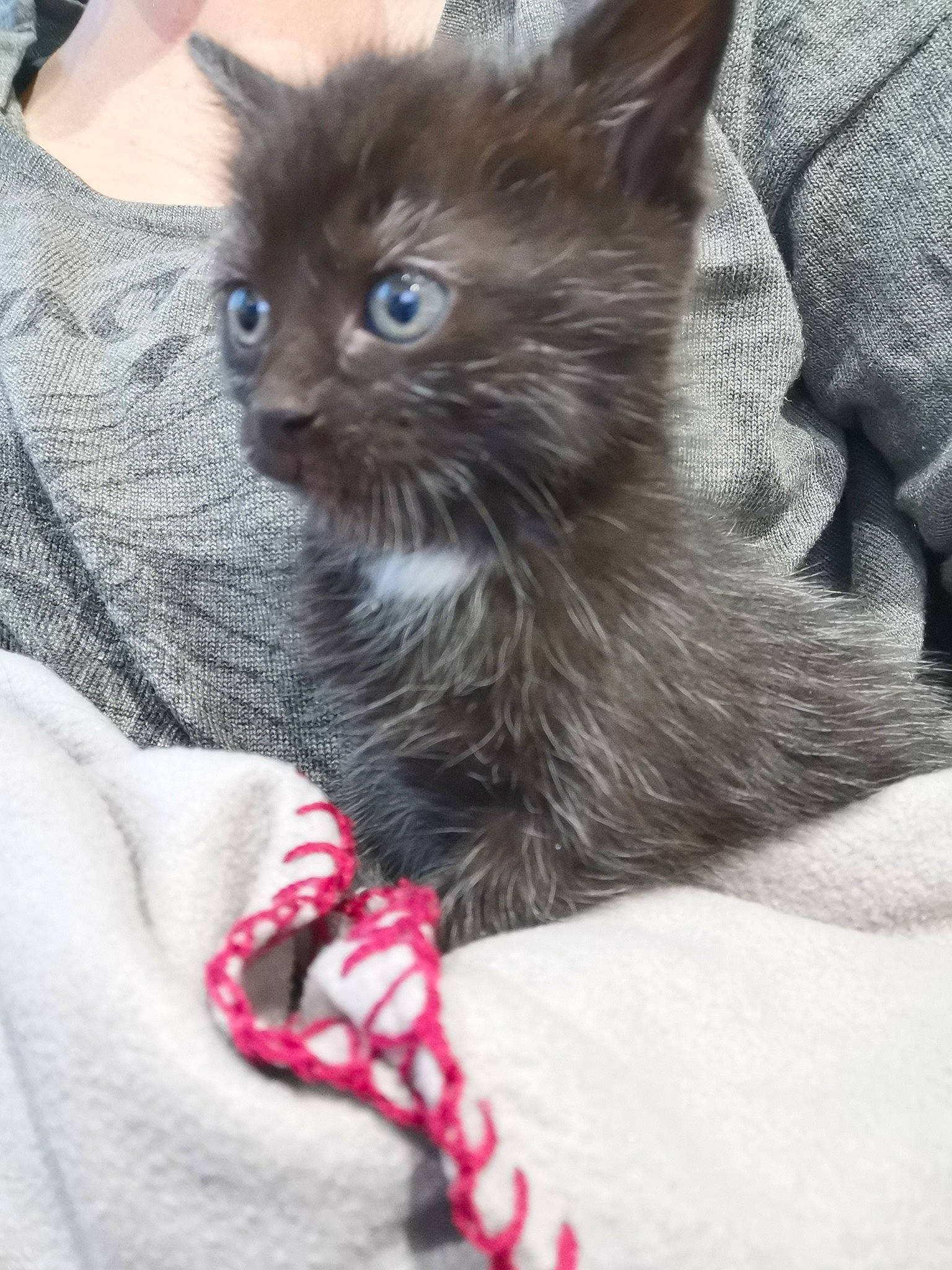 Noctis a rejoint le concours — aidez-le/la à gagner de superbes lots ! asian, carnivore, cat, domestic_long_haired_cat, fawn, felidae, kitten, maine_coon, mammal, nebelung, norwegian_forest_cat, oriental_longhair, small_to_medium_sized_cats, vertebrate, whiskers