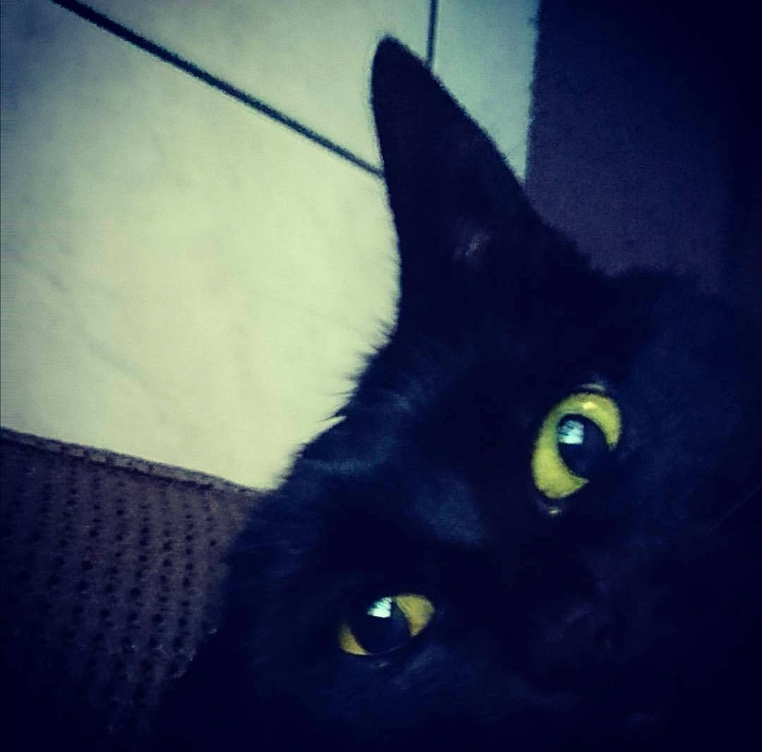 Yuna participe au concours pour gagner de l'argent avec cette photo : black, black_cat, bombay, carnivore, cat, domestic_short_haired_cat, ear, eye, felidae, fur, head, iris, organ, sky, small_to_medium_sized_cats, snapshot, snout, tail, whiskers, yellow