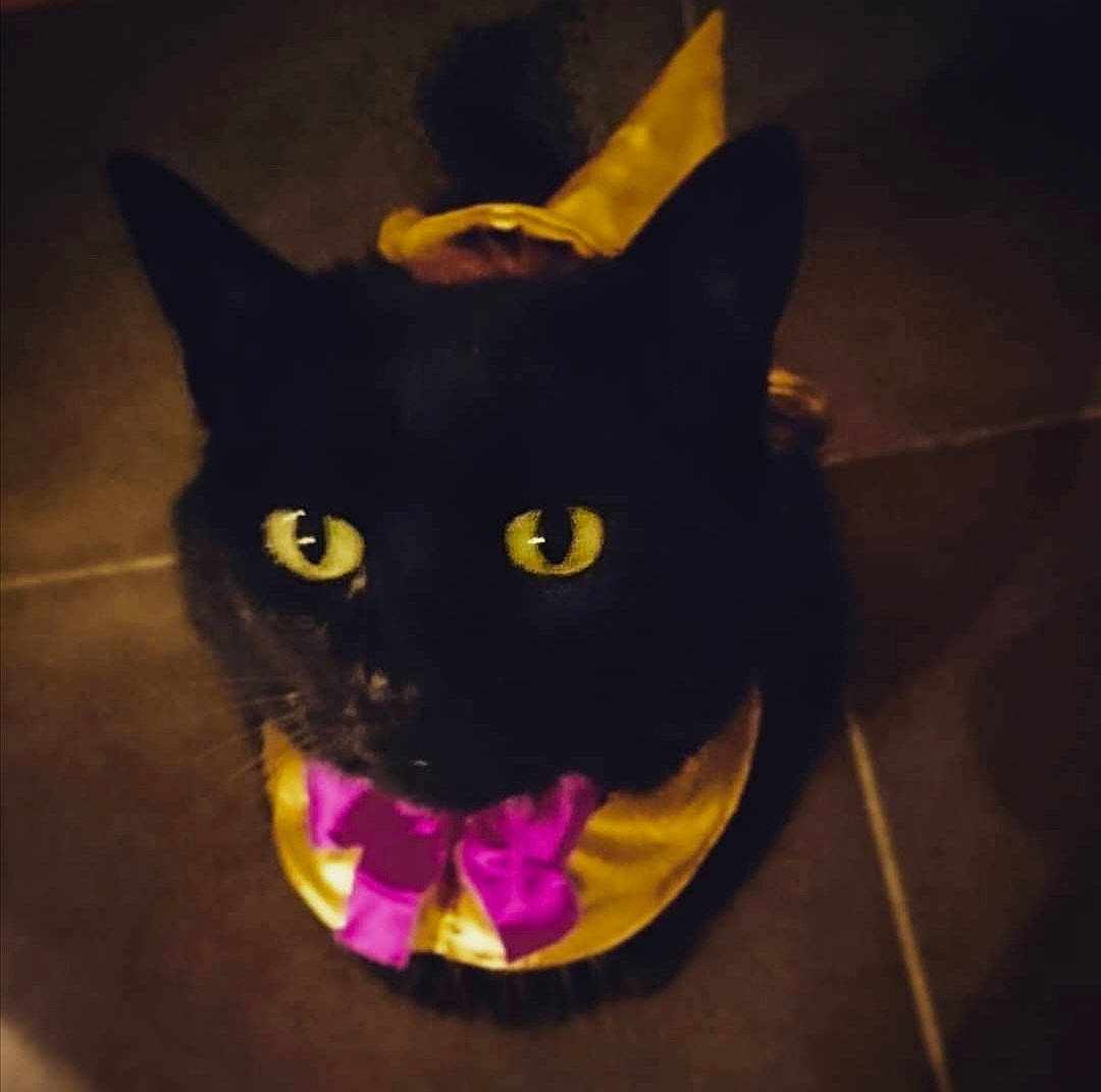 Yuna a rejoint le concours — aidez-le/la à gagner de superbes lots ! black, black_cat, bombay, carnivore, cat, ear, felidae, head, small_to_medium_sized_cats, snout, whiskers, yellow