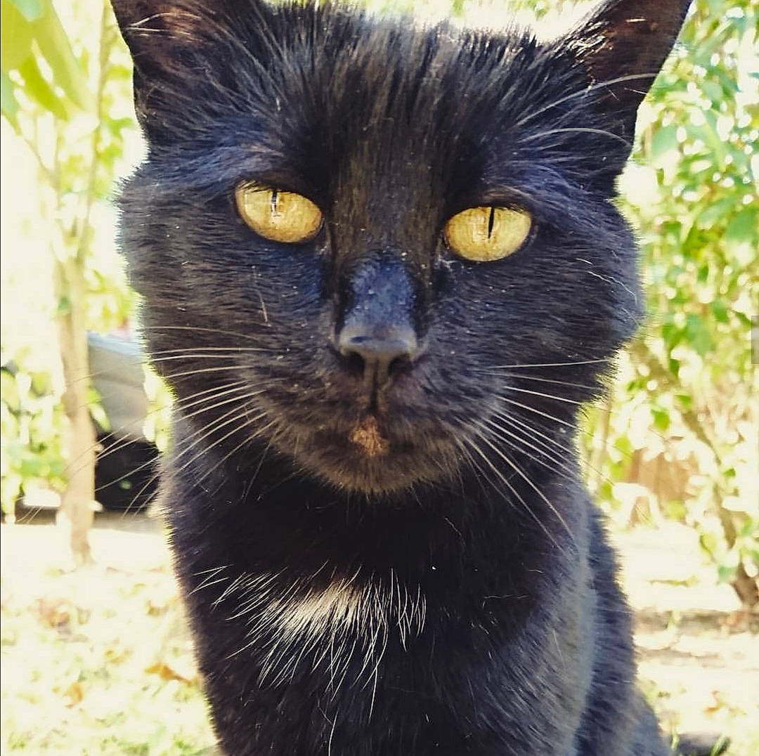 Yuna a rejoint le concours — aidez-le/la à gagner de superbes lots ! asian, black, black_cat, bombay, burmese, carnivore, cat, domestic_short_haired_cat, eye, felidae, fur, mammal, plant, small_to_medium_sized_cats, snout, whiskers