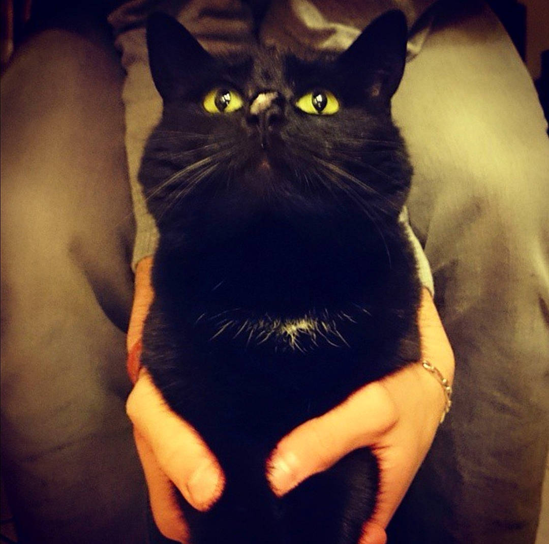 Yuna participe au concours pour gagner de l'argent avec cette photo : arm, asian, black, black_cat, bombay, carnivore, cat, domestic_short_haired_cat, ear, eye, felidae, finger, hand, leg, organ, sky, small_to_medium_sized_cats, snout, tail, whiskers