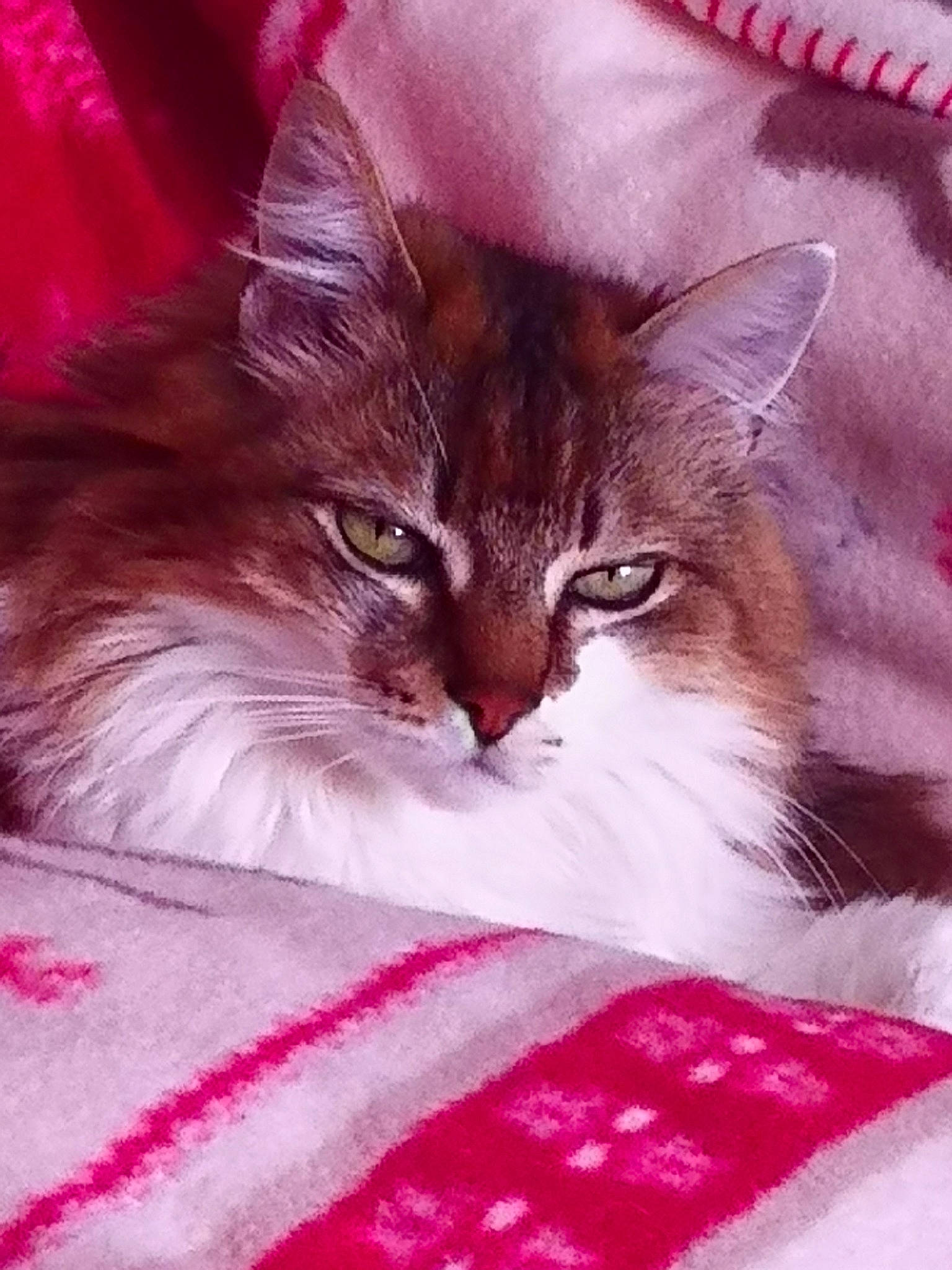 Grignotte a rejoint le concours — aidez-le/la à gagner de superbes lots ! carnivore, cat, cat_supply, claw, comfort, domestic_short_haired_cat, fawn, felidae, fur, magenta, pattern, paw, pink, small_to_medium_sized_cats, snout, tail, terrestrial_animal, textile, whiskers