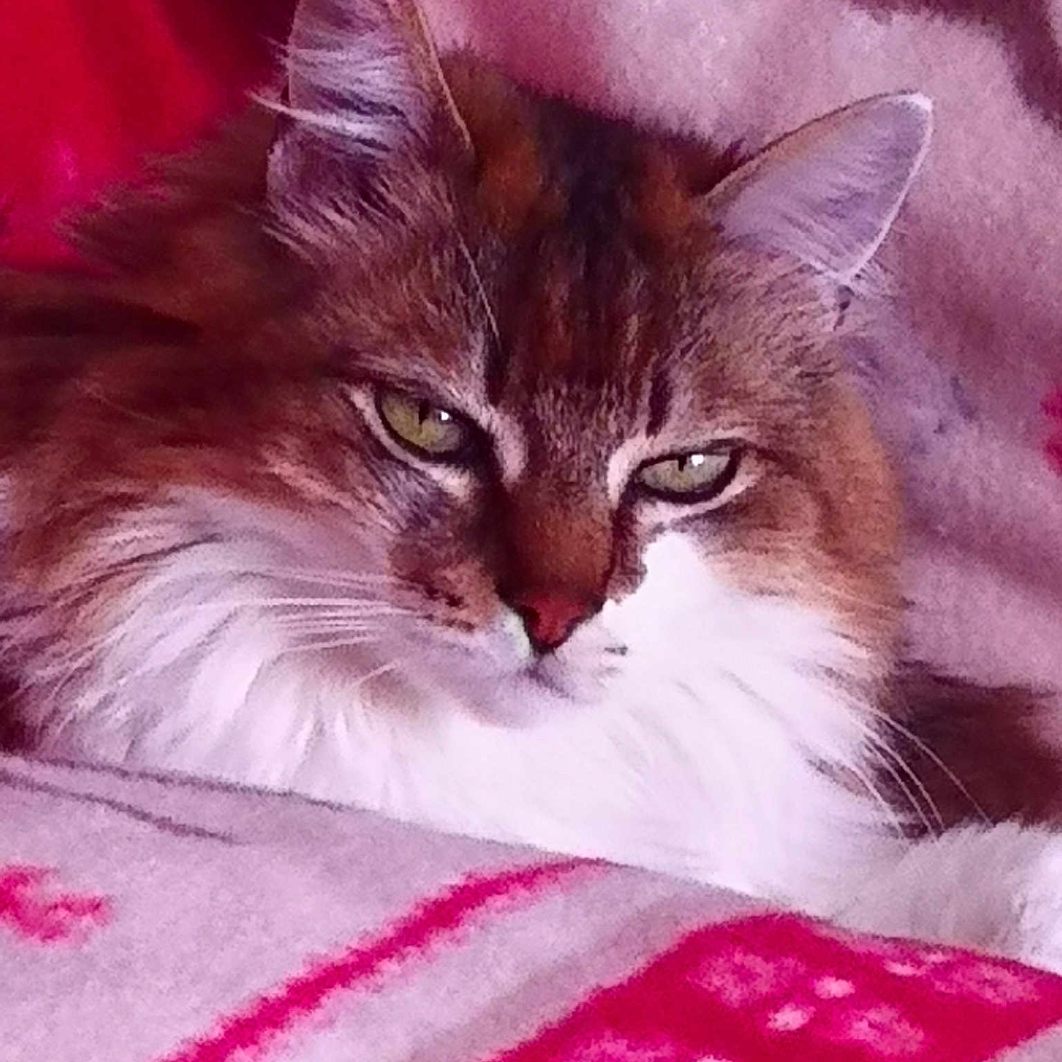 Grignotte