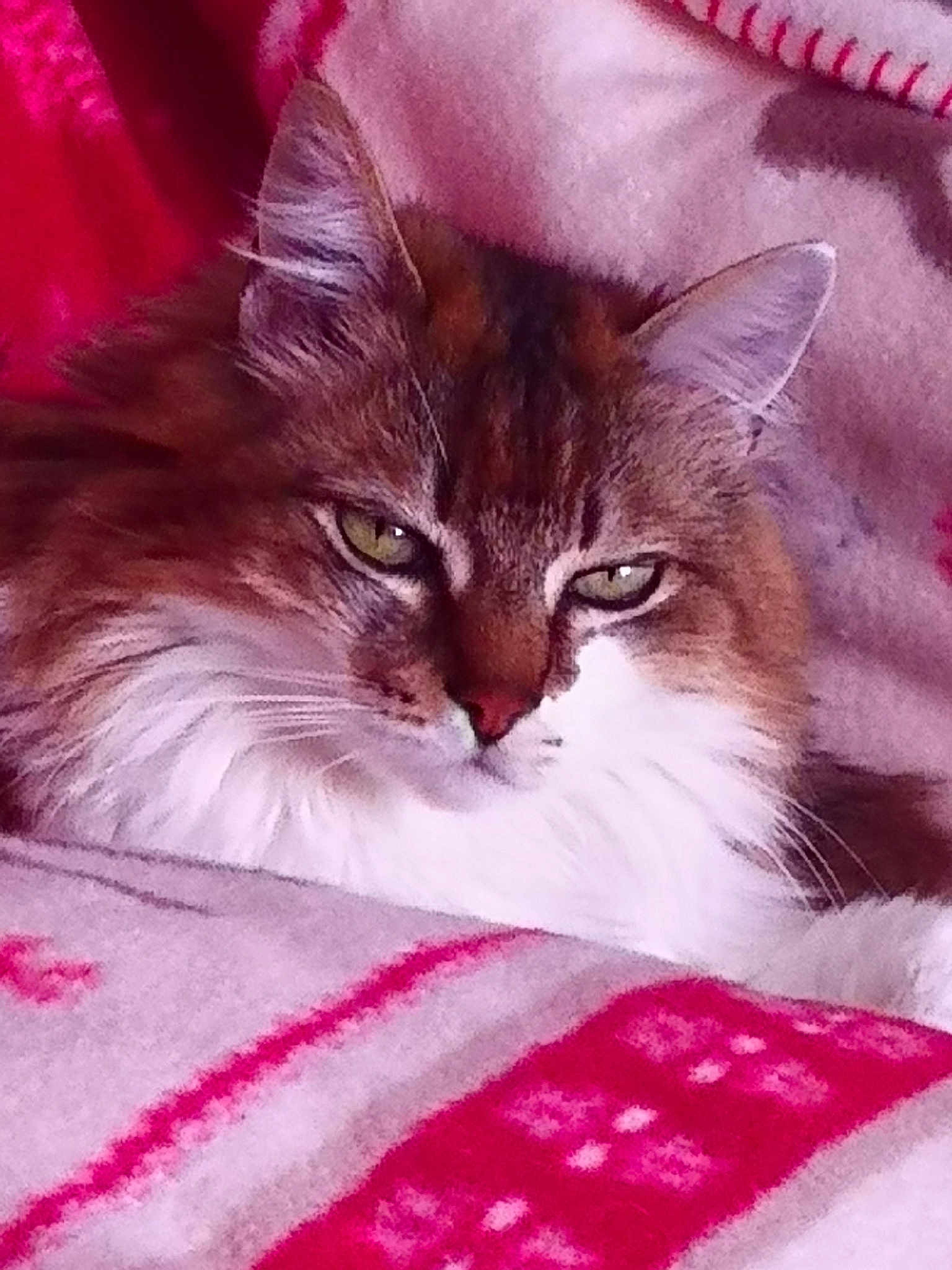 Grignotte