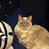 cat, plush_toy, cushion, striped, beige_cat, indoor, pet, feline, resting, closeup, cozy, stuffed_animal, dark_background, button_detail, soft_texture, animal, cute, domestic_cat, portrait, relaxed