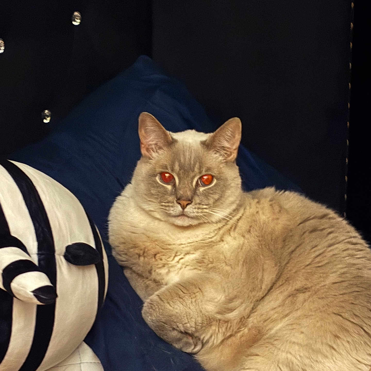 Cotton joined the competition — help win amazing prizes! cat, plush_toy, cushion, striped, beige_cat, indoor, pet, feline, resting, closeup, cozy, stuffed_animal, dark_background, button_detail, soft_texture, animal, cute, domestic_cat, portrait, relaxed