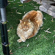 Potter a rejoint le concours — aidez-le/la à gagner de superbes lots ! cat, fluffy_cat, orange_cat, animal, pet, grass, artificial_grass, leaf, outdoor, nature, wood, wooden_planks, relaxed, feline, resting, closeup, garden, green, cute, domestic_animal