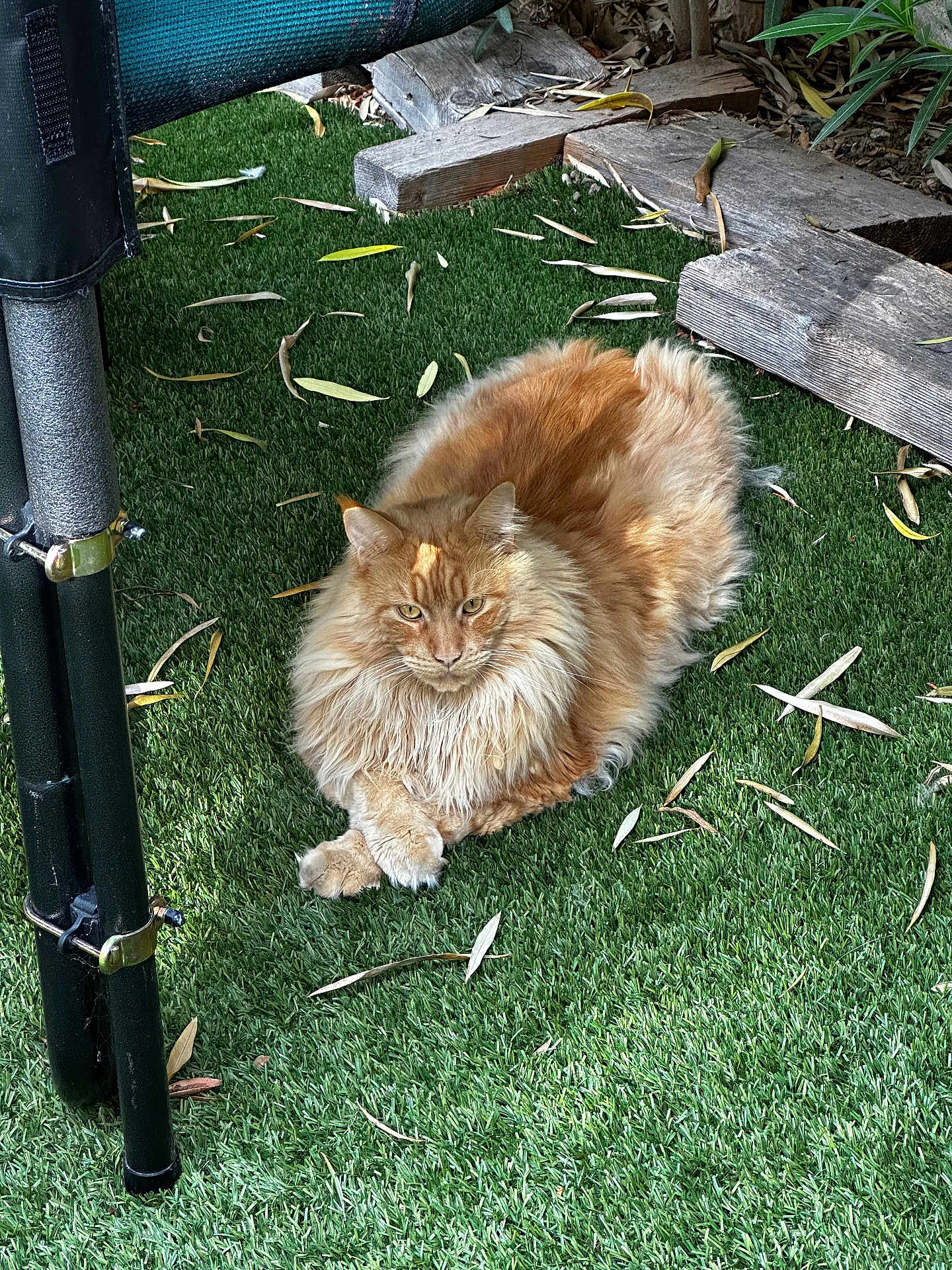 Potter a rejoint le concours — aidez-le/la à gagner de superbes lots ! cat, fluffy_cat, orange_cat, animal, pet, grass, artificial_grass, leaf, outdoor, nature, wood, wooden_planks, relaxed, feline, resting, closeup, garden, green, cute, domestic_animal