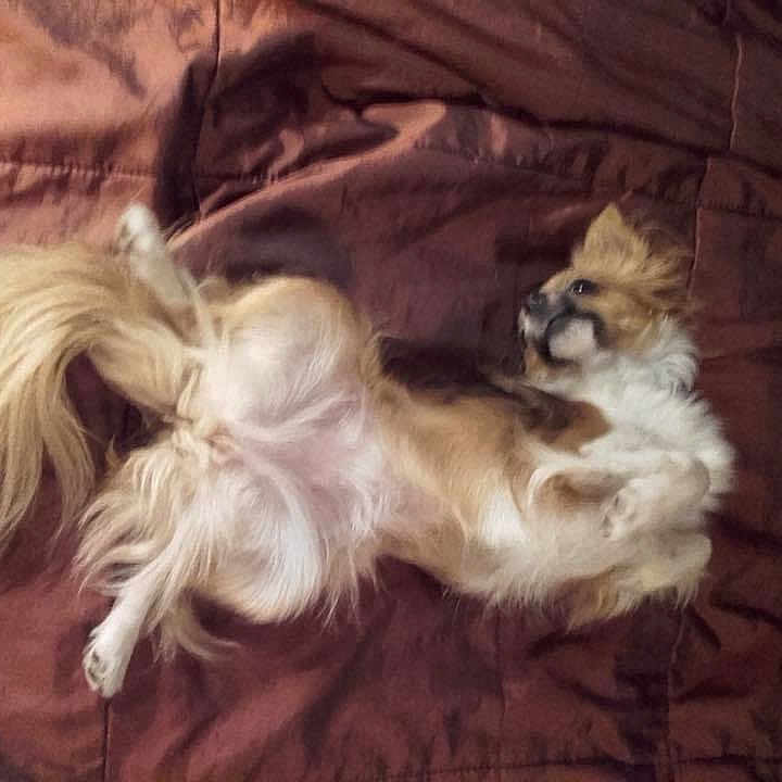 Pupuce