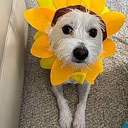 Theodore Wolfgang M is registered to the contest to win money with this photo: brown_markings, carpet, close_up, costume, dog, eyes, floor, indoors, muzzle, nose, orange, pet, photography, playful, portrait, scruffy, standing, sunflower, white_fur, yellow