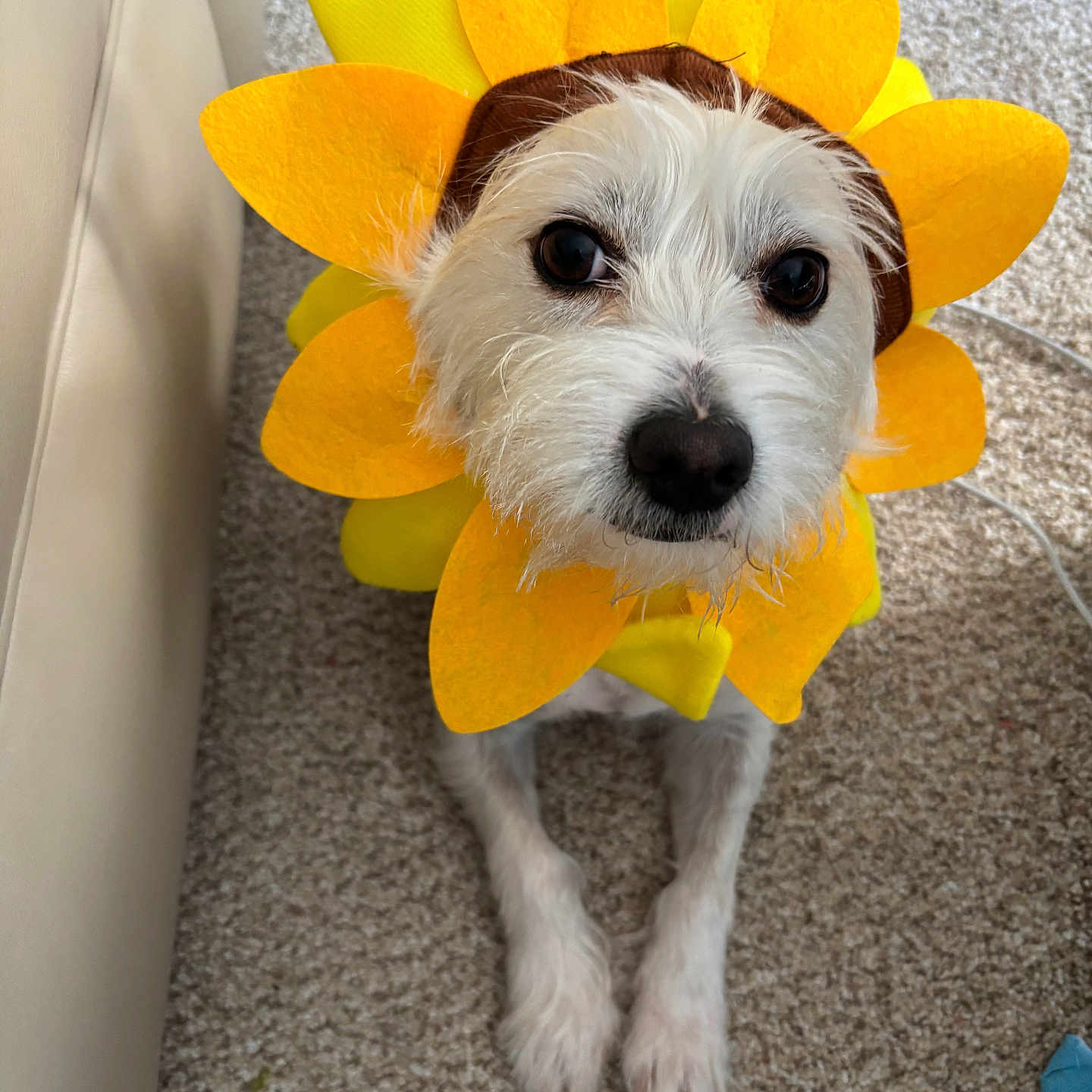 Theodore Wolfgang M is registered to the contest to win money with this photo: brown_markings, carpet, close_up, costume, dog, eyes, floor, indoors, muzzle, nose, orange, pet, photography, playful, portrait, scruffy, standing, sunflower, white_fur, yellow