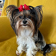 Unès participe au concours pour gagner de l'argent avec cette photo : adorable, animal, black_and_white, bow, brown, companion, cute, dog, domestic_animal, fluffy, fur, indoors, long_hair, looking_at_camera, mustard_blanket, pet, portrait, red_bow, sitting, small_dog