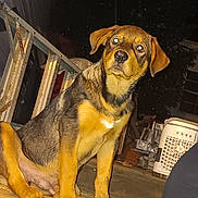 Rocky is registered to the contest to win money with this photo: dog, puppy, sitting, night, wooden_floor, railing, flash, glowing_eyes, outdoor, pet, animal, brown_fur, black_fur, ears, nostrils, snout, paw, curious, looking, household_items