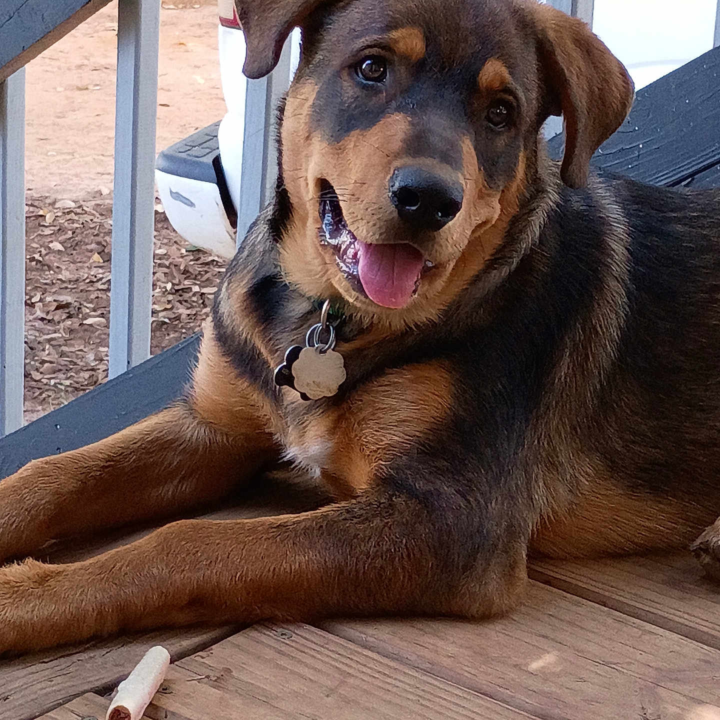 Rocky is registered to the contest to win money with this photo: animal, black, brown, canine, collar_tag, dog, ears, fur, happy, nose, outdoor, pet, pet_collar, playful, porch, puppy, resting, smiling, tongue_out, wooden_deck
