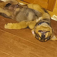 Rocky is registered to the contest to win money with this photo: black, brown, canine, collar, cute, dog, domestic_animal, floor, fur, indoor, lying_down, pet, playful, puppy, relaxed, smiling, upside_down, wooden_cabinet, wooden_floor, young_dog