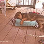 Rocky is registered to the contest to win money with this photo: dog, sleeping, cushion, wooden_floor, porch, rustic, furniture, toy, relaxing, brown_dog, paw, outdoor, pet, resting, cozy, animal, quiet, domestic, comfort, napping